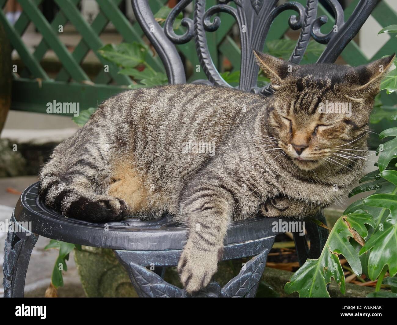 Tabby cat sleeping on a steel chair at the Hemingway house in Key West, Florida. Stock Photo