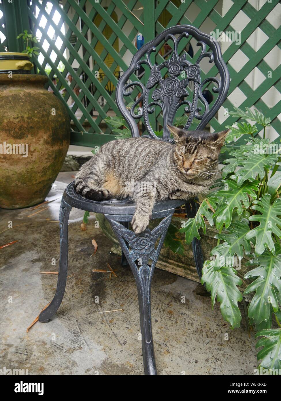 Portrait shot of a tabby cat sleeping on a steel chair at the Hemingway house in Key West, Florida. Stock Photo