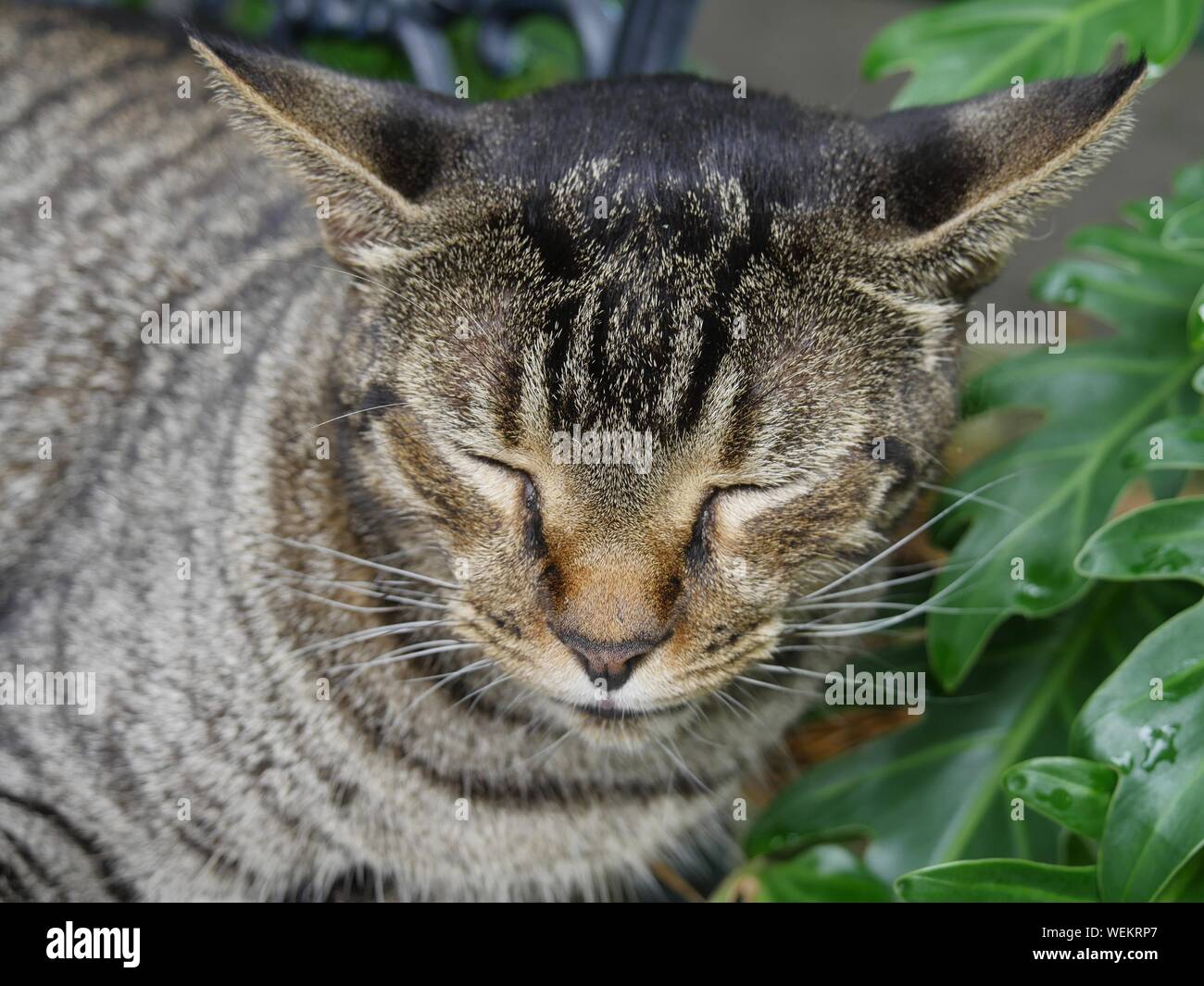 Close up of the face of a tabby cat sleeping at the Hemingway house in Key West, Florida. Stock Photo