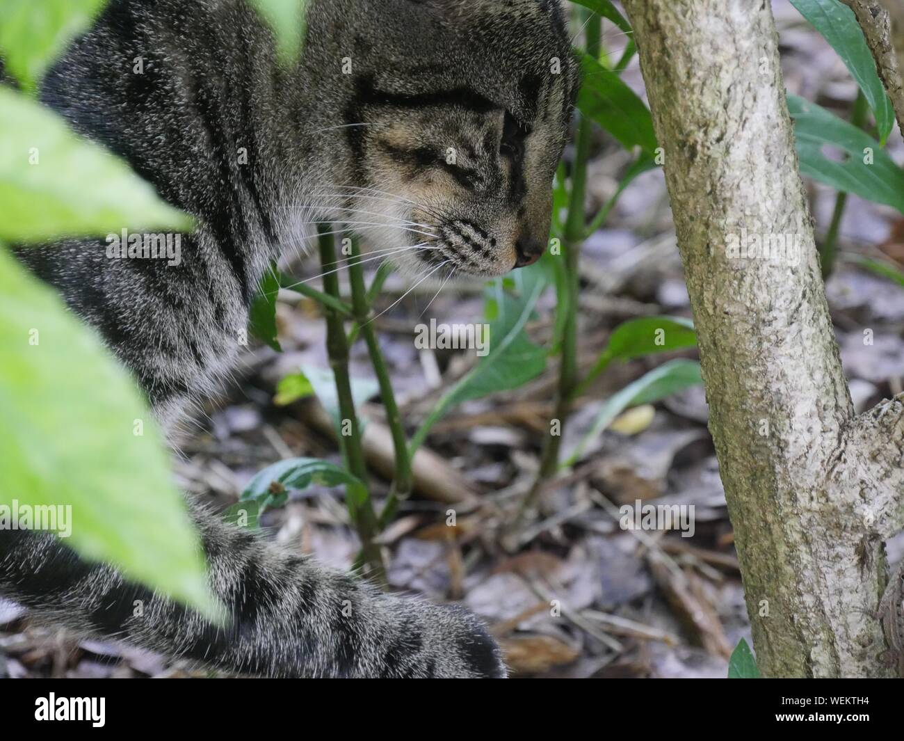 A tabby cat hides in the bushes at the Ernest Hemingway gardens in Key West, Florida. Stock Photo