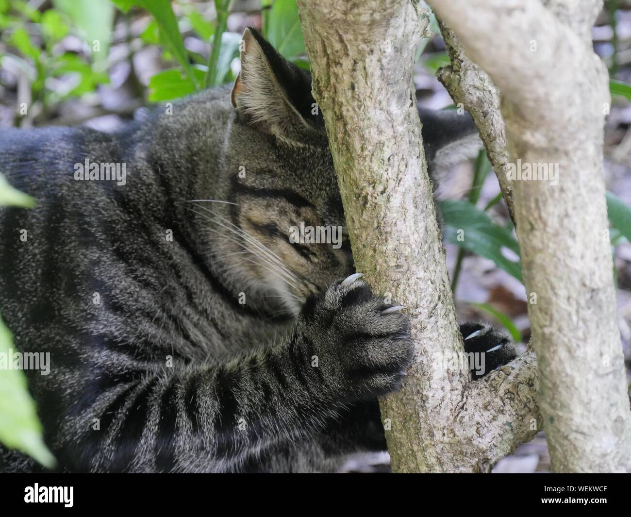 A tabby cat plays in the trees at the Ernest Hemingway gardens in Key West, Florida. Stock Photo