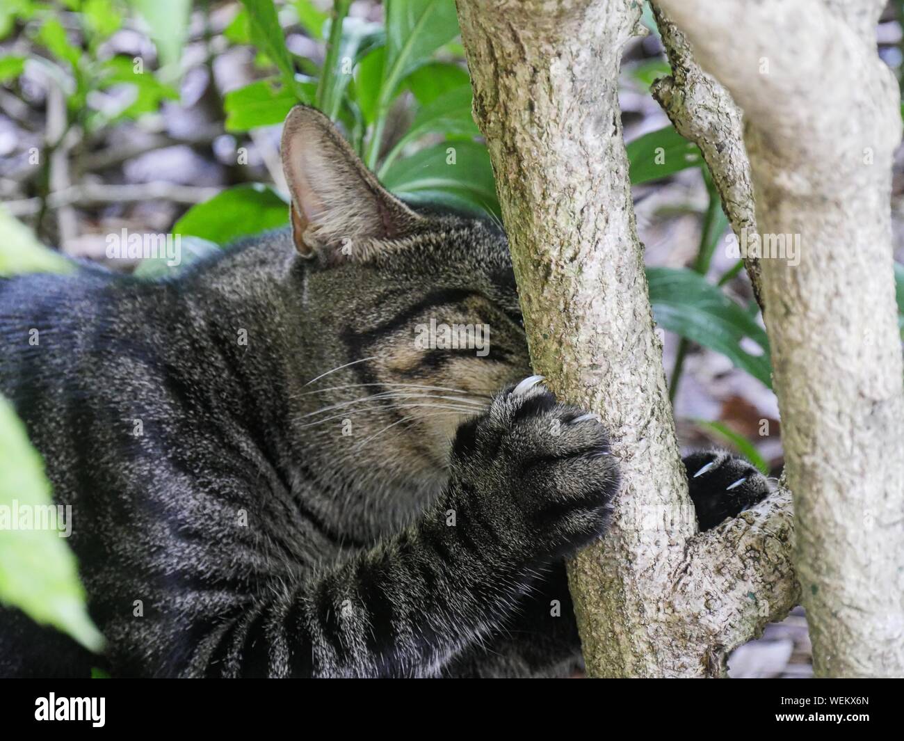 Cat playing in the trees at the Ernest Hemingway gardens in Key West, Florida. Stock Photo
