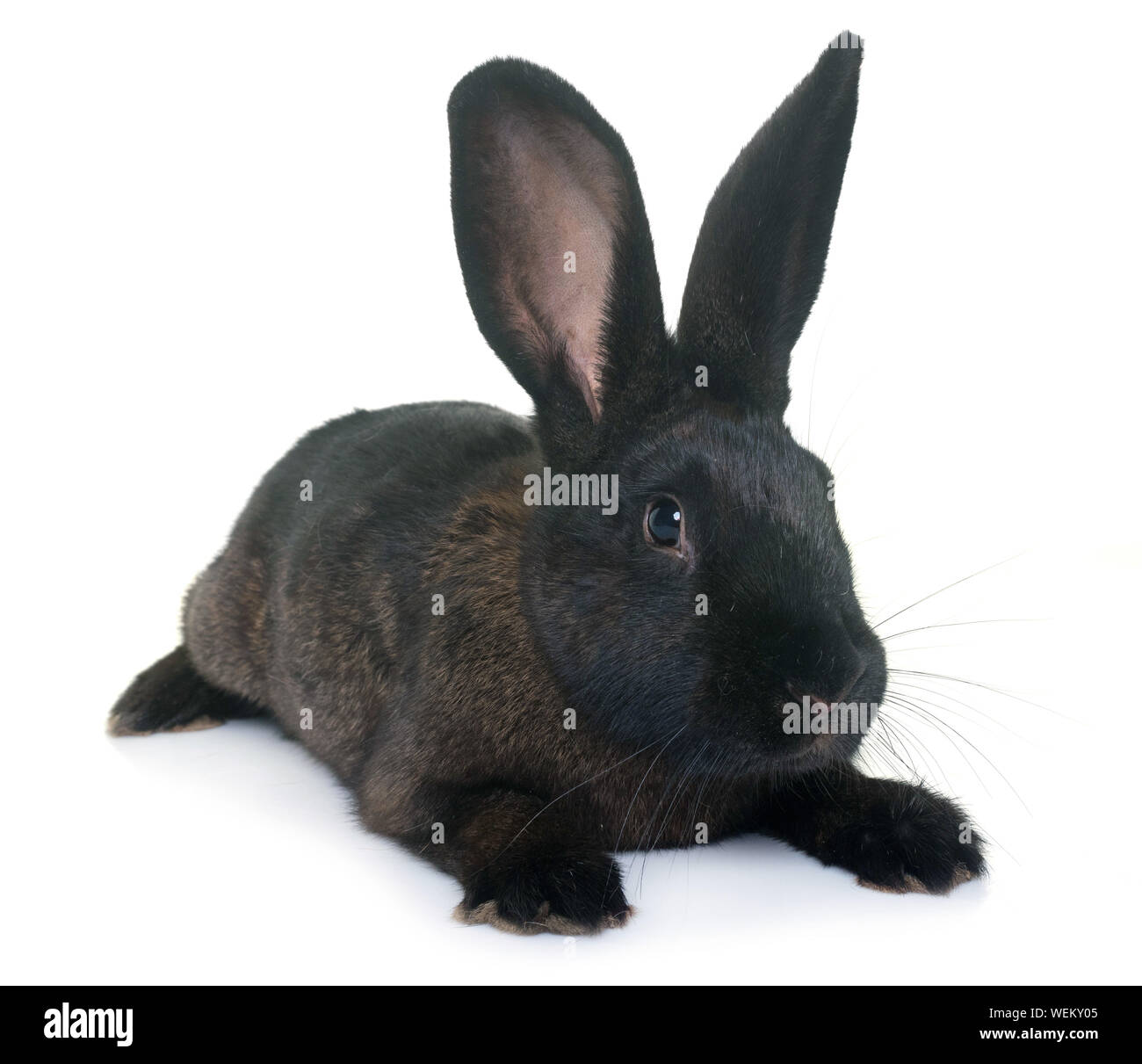 Black rabbit hi-res stock photography and images - Alamy