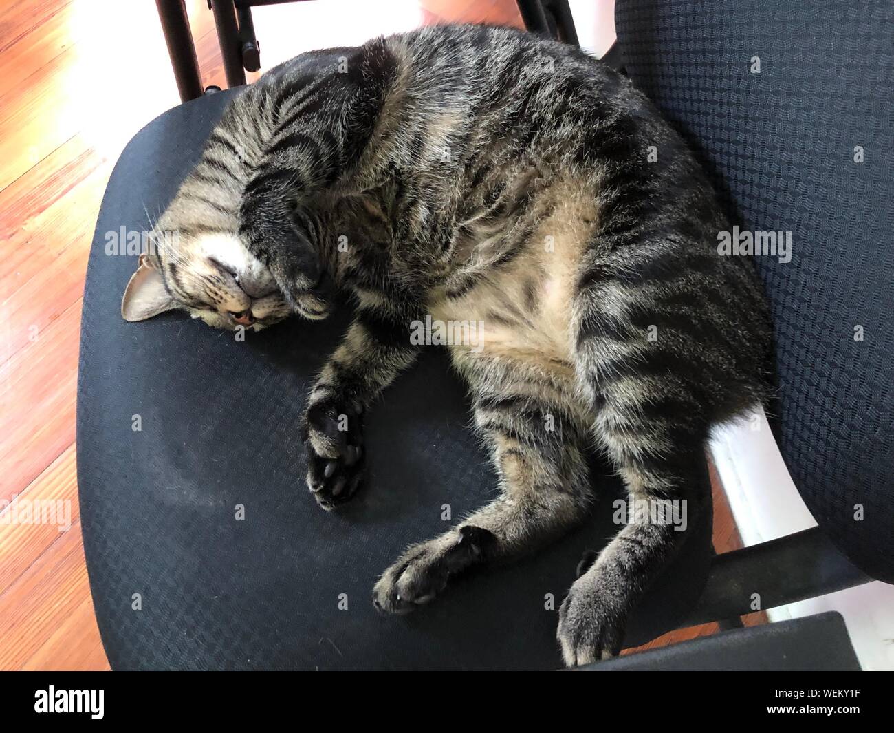 One of the pampered cats sleeping in a chair at the Ernest Hemingway house in Key West, Florida. Stock Photo