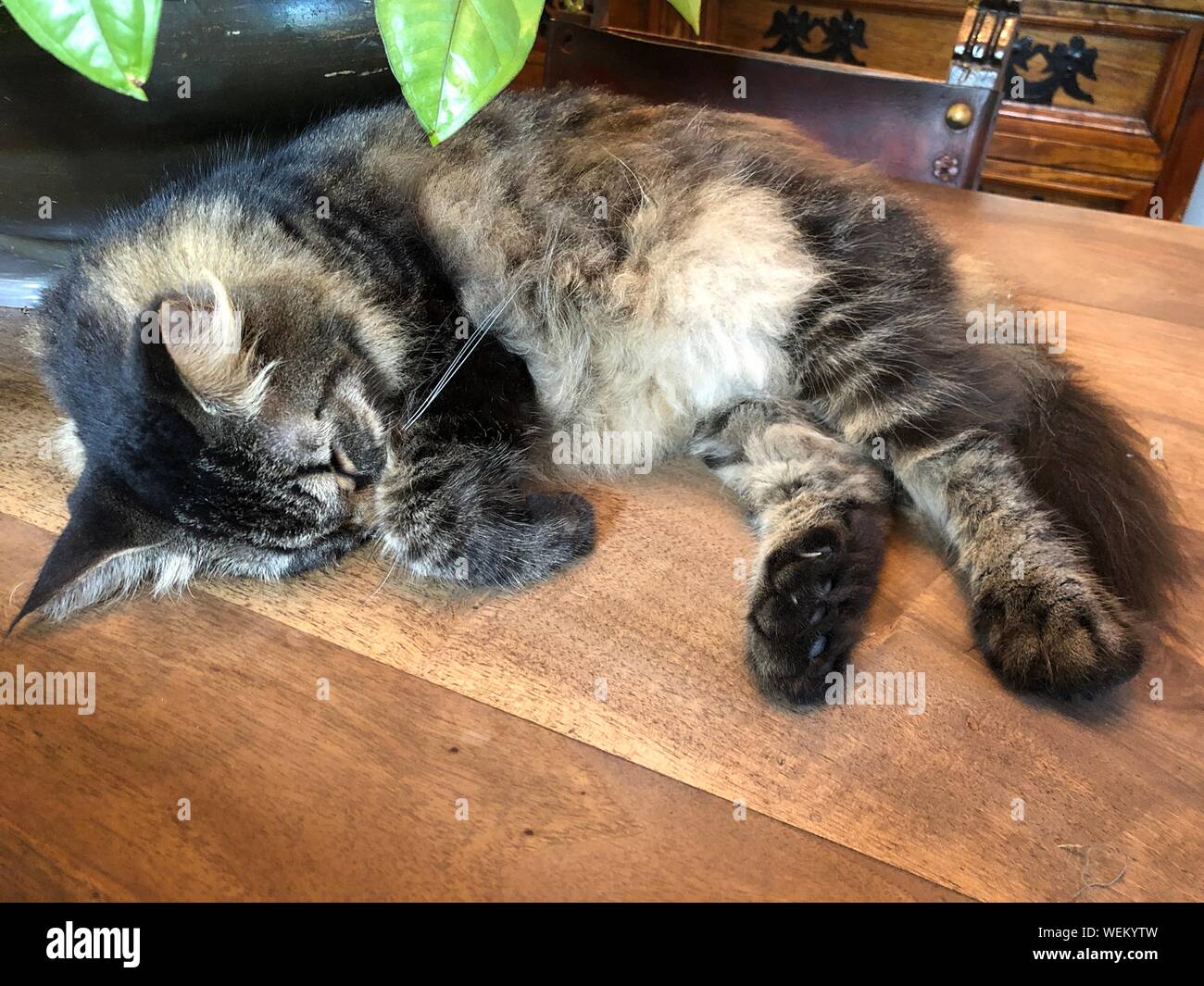 A pampered cat sleeps on a table at the Ernest Hemingway house in Key West, Florida. Stock Photo
