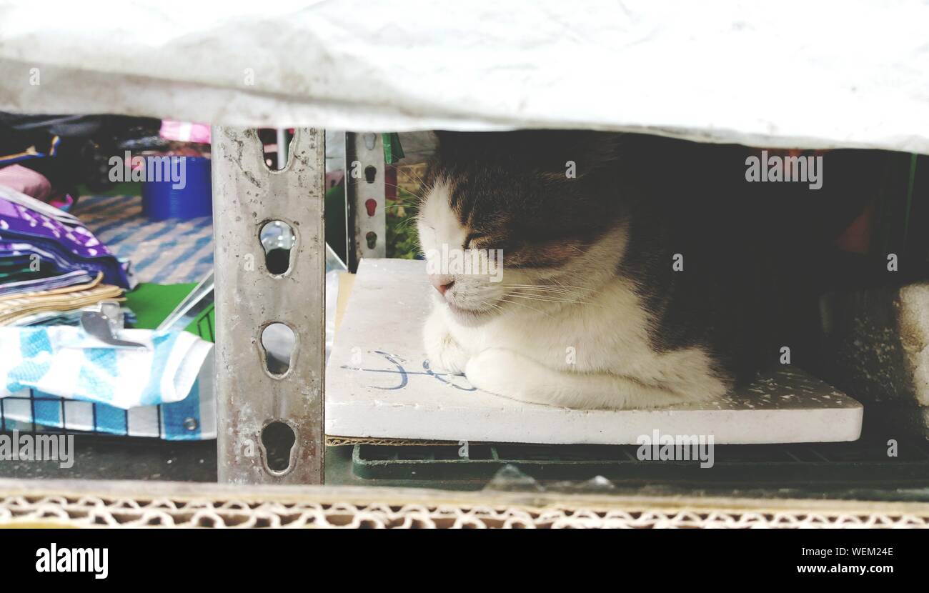 Cat Sleeping Under Table Stock Photo Alamy
