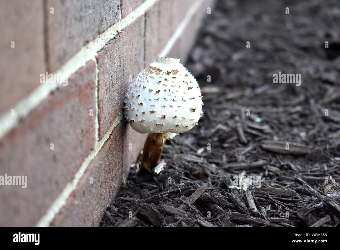 Common Poisonous Mushrooms Stock Photo