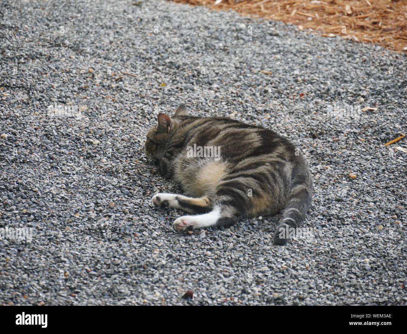 A pampered tabby sleeps on the ground at the Ernest Hemingway house in Key West, Florida. Stock Photo