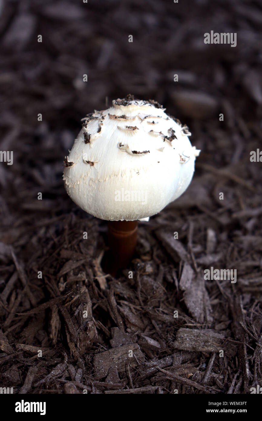 Common Poisonous Mushrooms Stock Photo