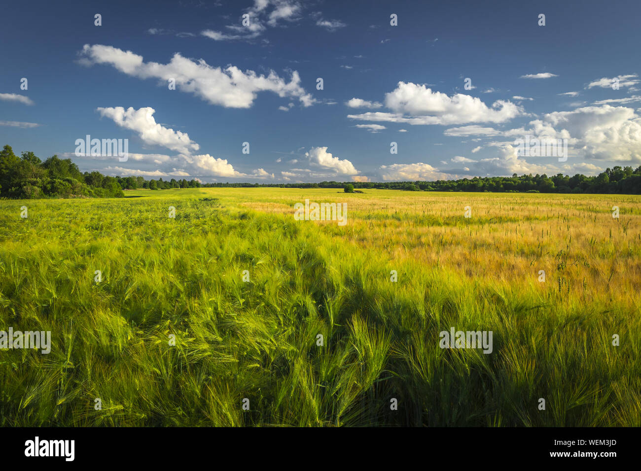 Wheat field with cloudscape hi-res stock photography and images - Alamy