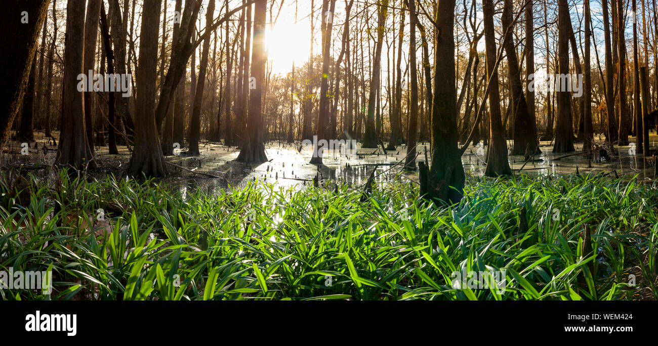 panorama of Suwanee river and cypress swamp at dawn Stock Photo