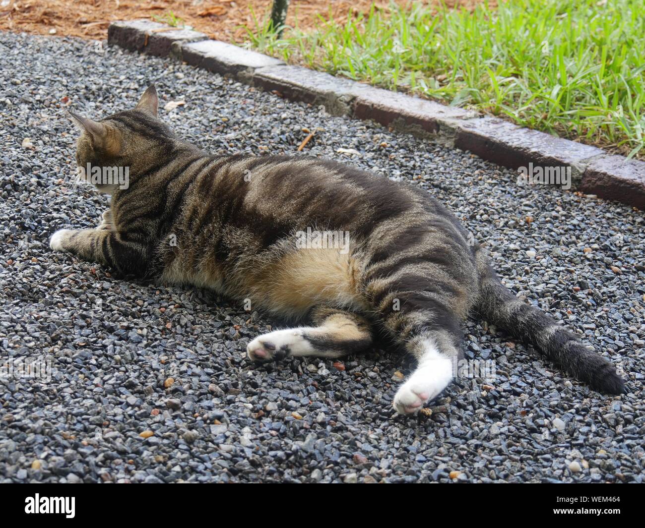 A pampered cat relaxes on the grounds at the Ernest Hemingway gardens in Key West, Florida. Stock Photo