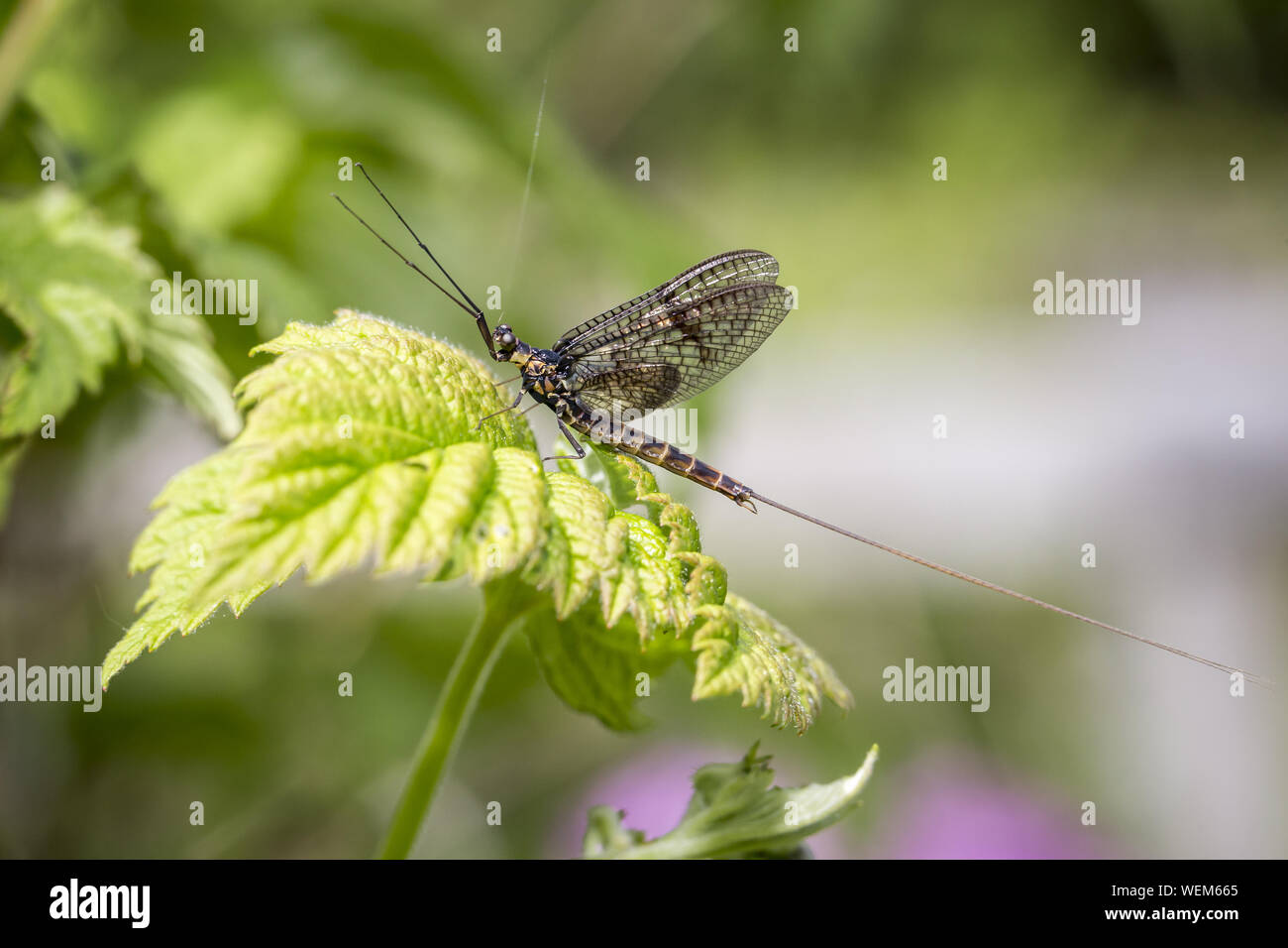 Portrait of a Mayfly Stock Photo