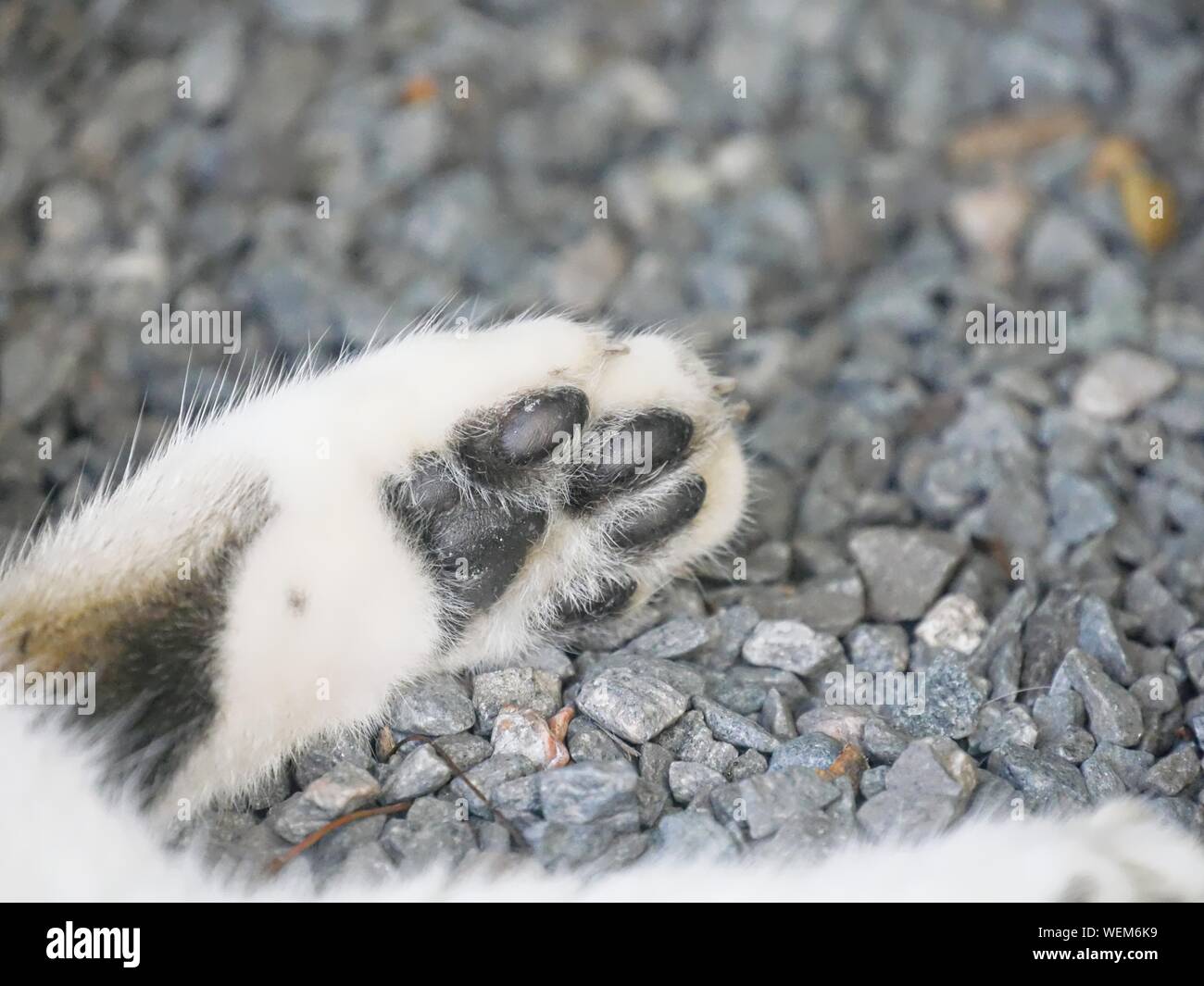 Close up of a cat's paw at the Hemingway house in Key West, Florida. Stock Photo