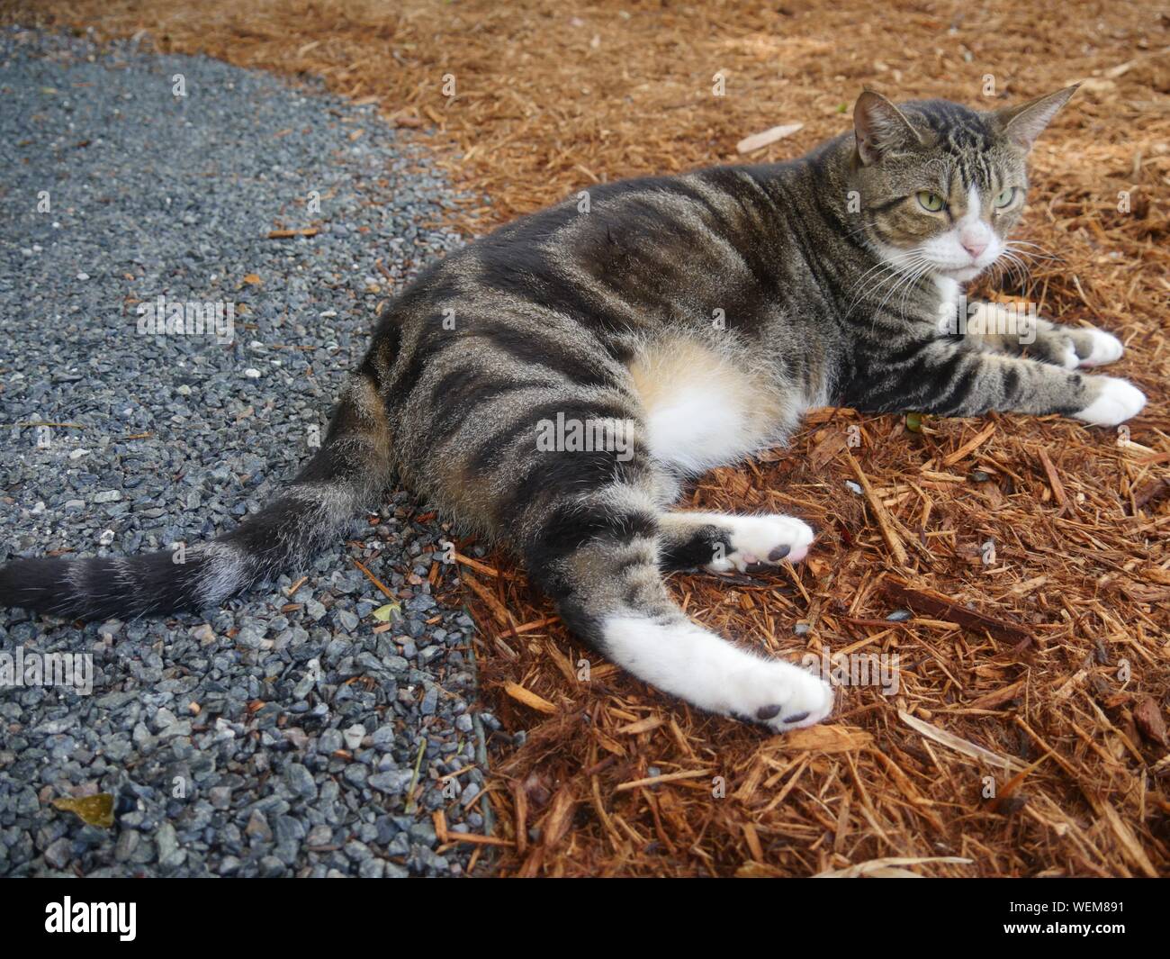 Wide shot of a pampered cat at the Hemingway house gardens in Key West, Florida. Stock Photo