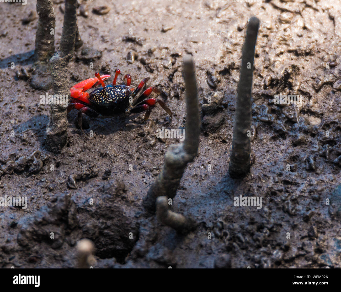 Mangrove Crab High Resolution Stock Photography and Images Alamy