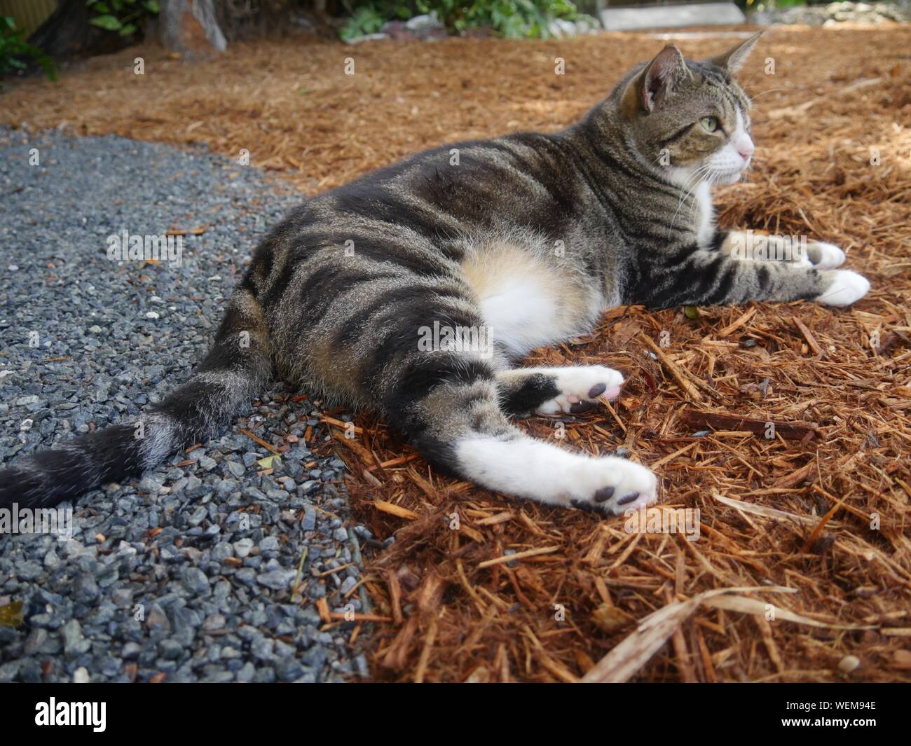 Beautiful pampered cat at the Hemingway house gardens in Key West, Florida. Stock Photo
