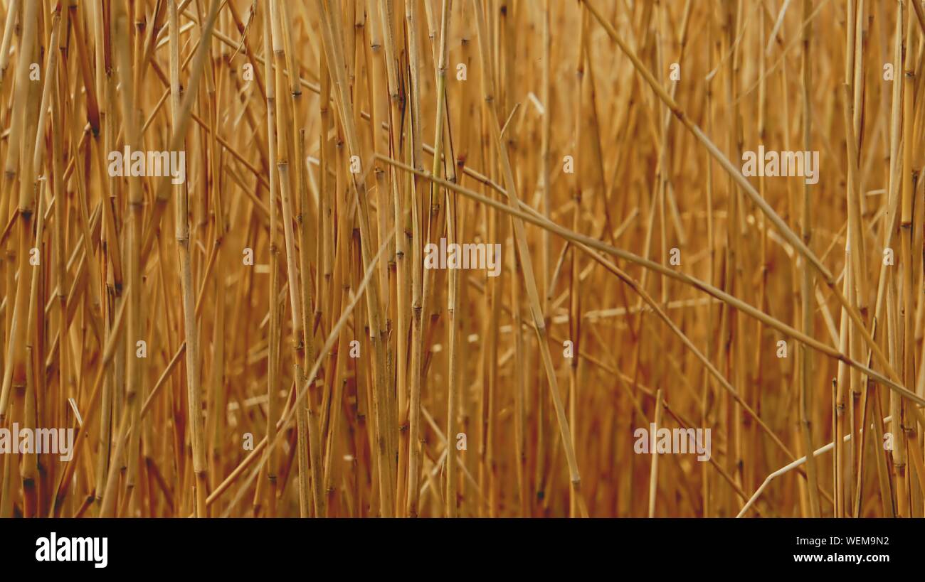 Reed frame hi-res stock photography and images - Alamy