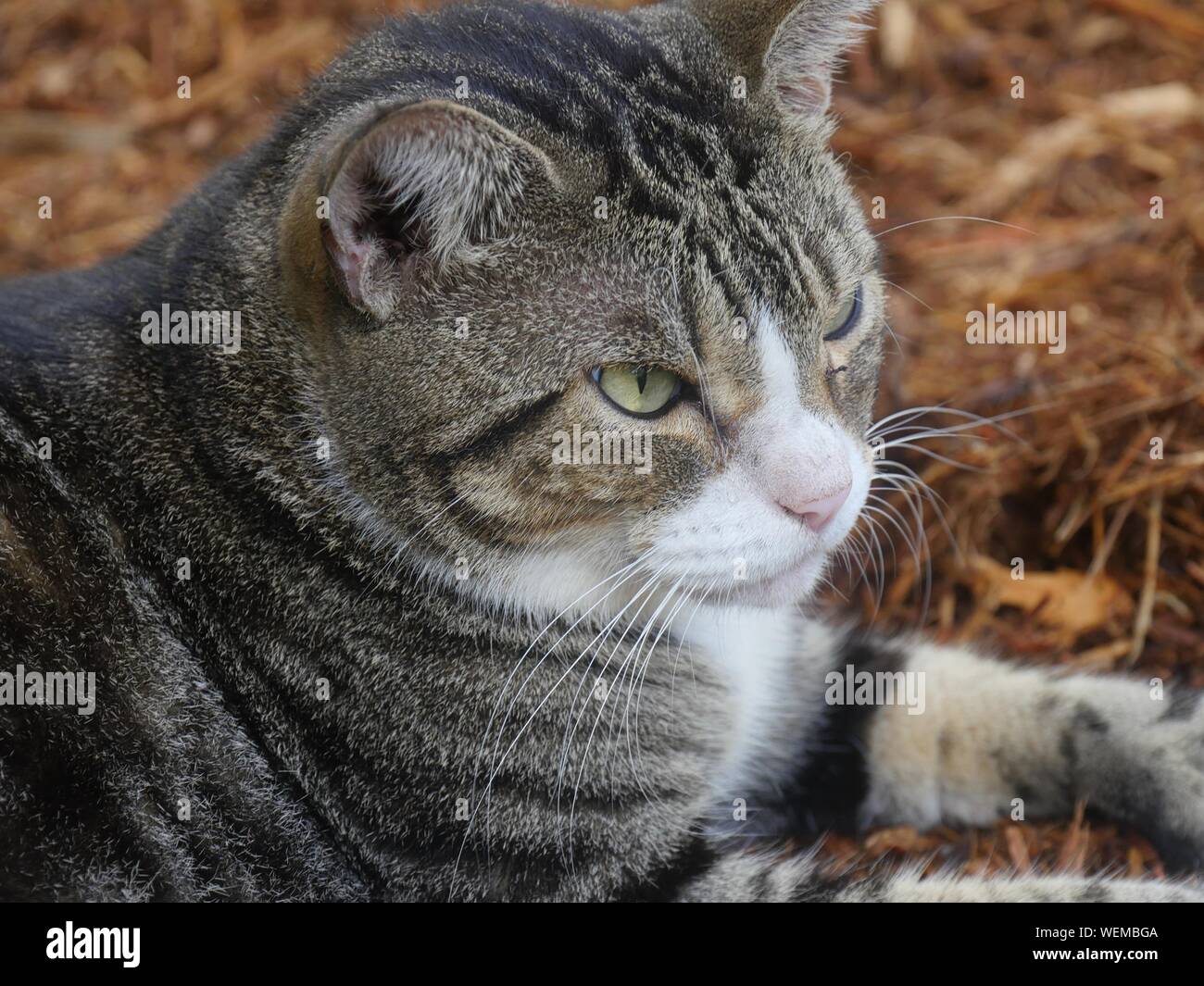 Close up head shot of one of the famous cats at the Hemingway house gardens in Key West, Florida. Stock Photo