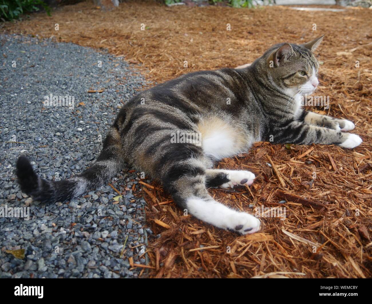 One of the famous cats at the Hemingway house gardens in Key West, Florida. Stock Photo