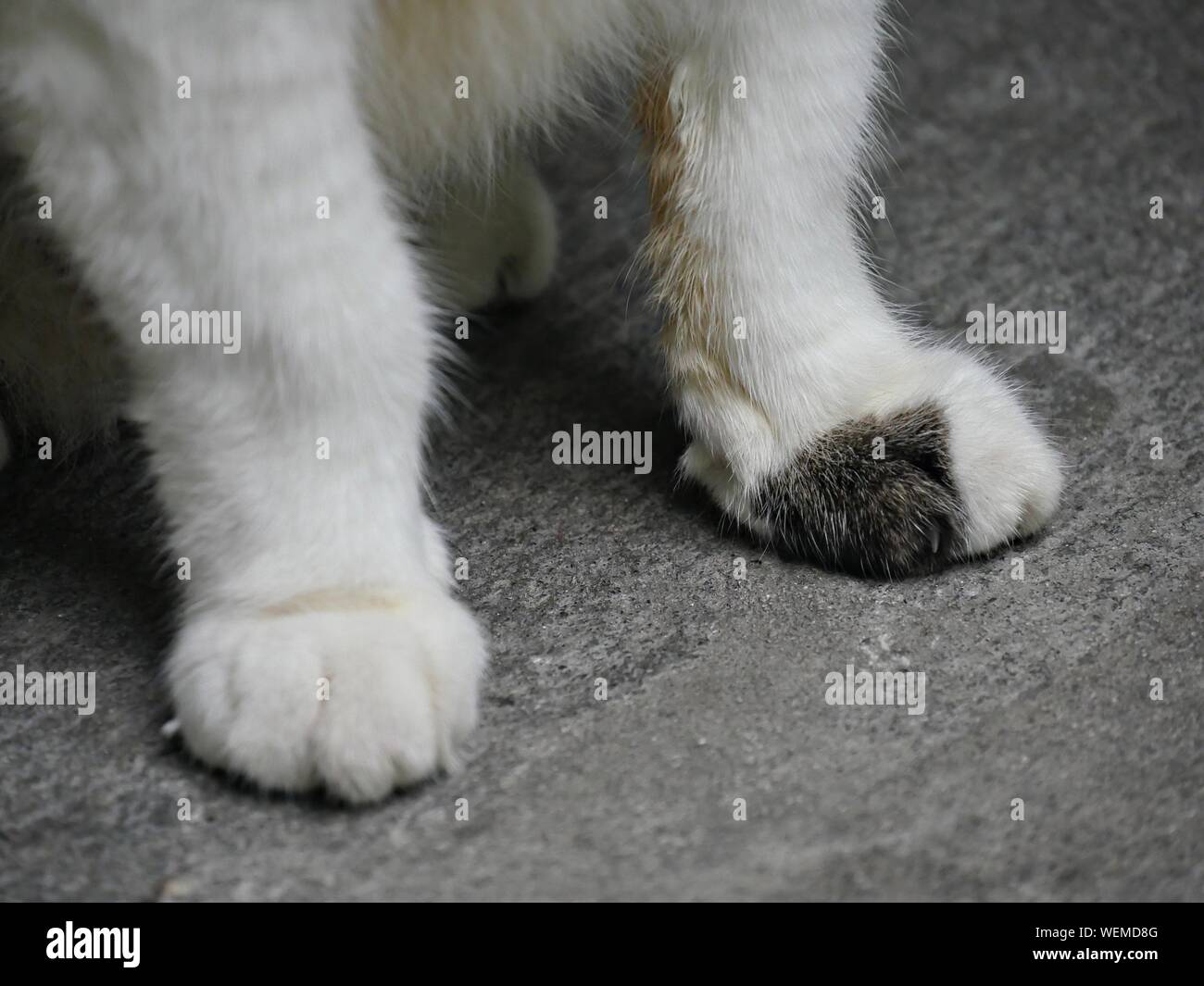 Close up of the paws of one of the famous cats at the Hemingway house in Key West, Florida. Stock Photo