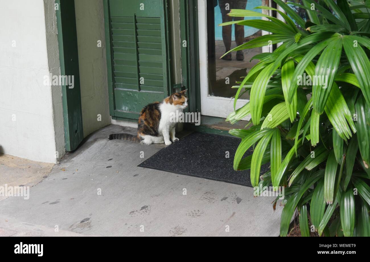 Wide shot with one of the Hemingway cats outside a glass door in Key West, Florida. Stock Photo