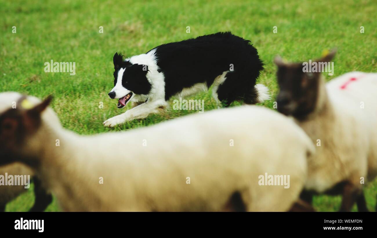 border collie running on sheep