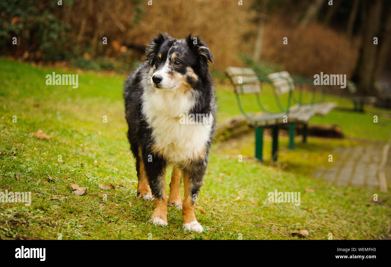 Dog Standing On Grassy Field At Public Park Stock Photo