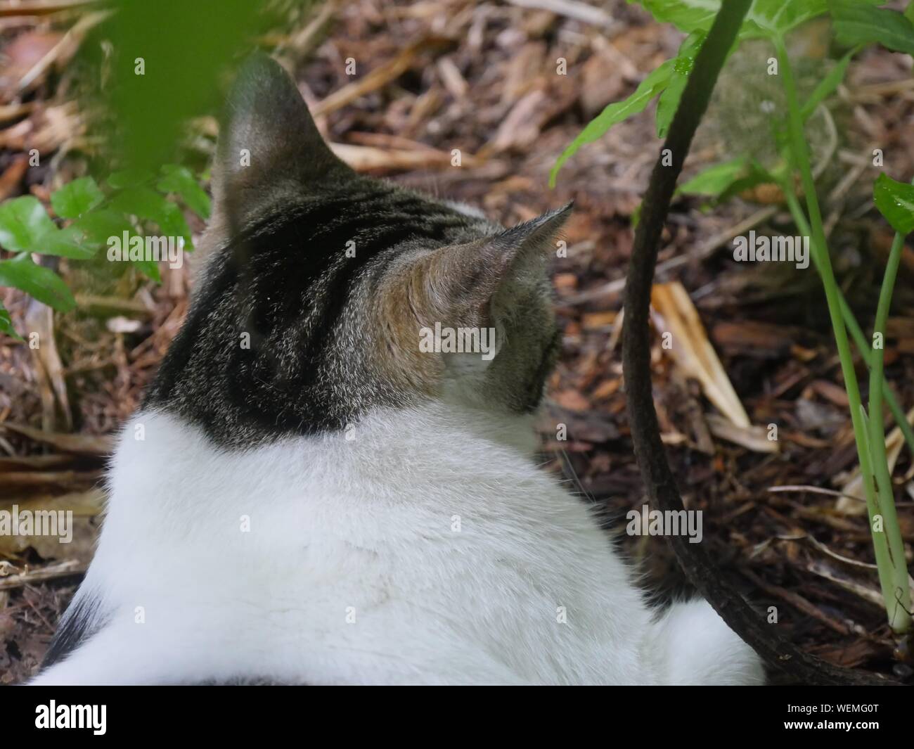 Back head shot of a black and white cat at the Hemingway gardens in Key West, Florida. Stock Photo
