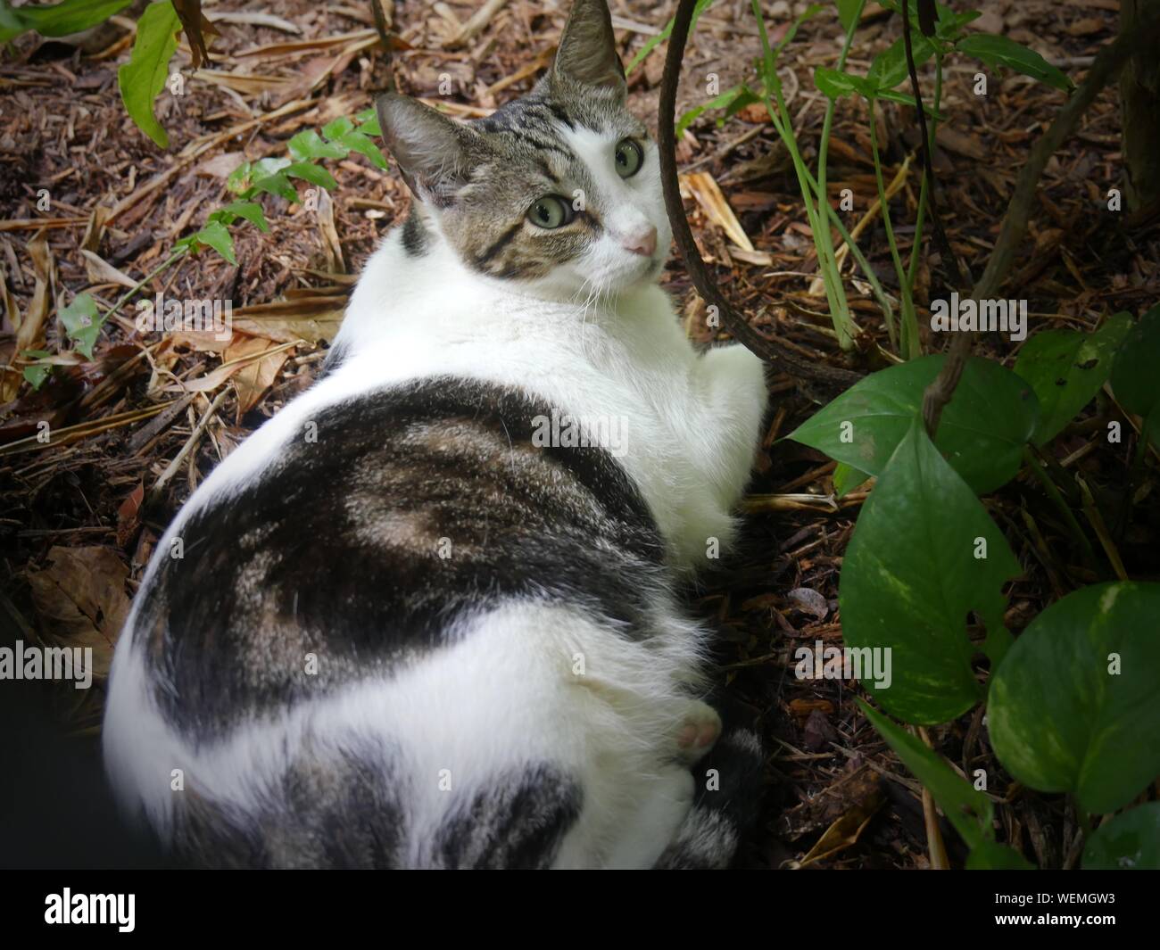 Cute cat relaxing at the Hemingway gardens in Key West, Florida. Stock Photo