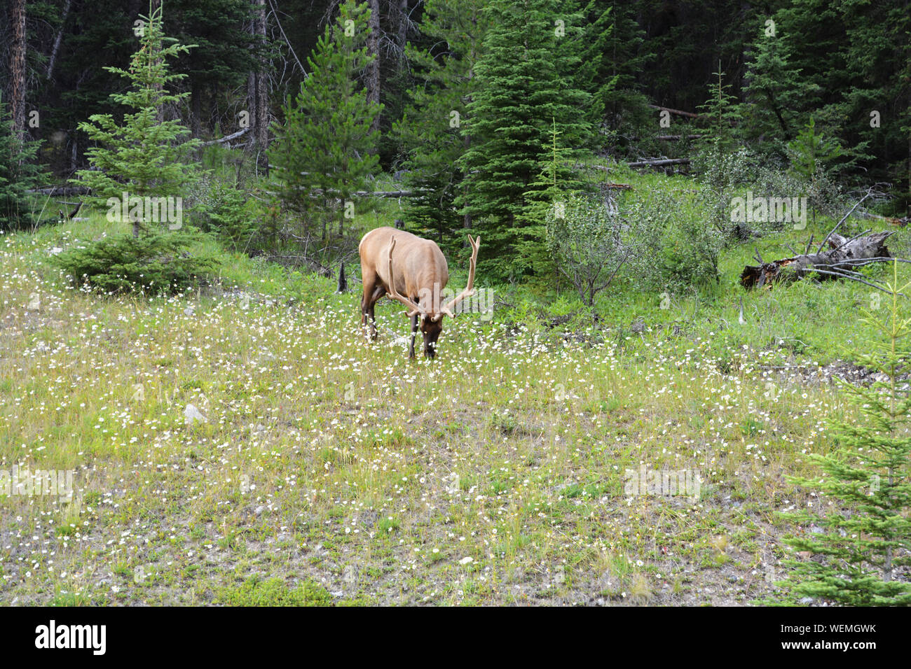 Caribou rack hires stock photography and images Alamy