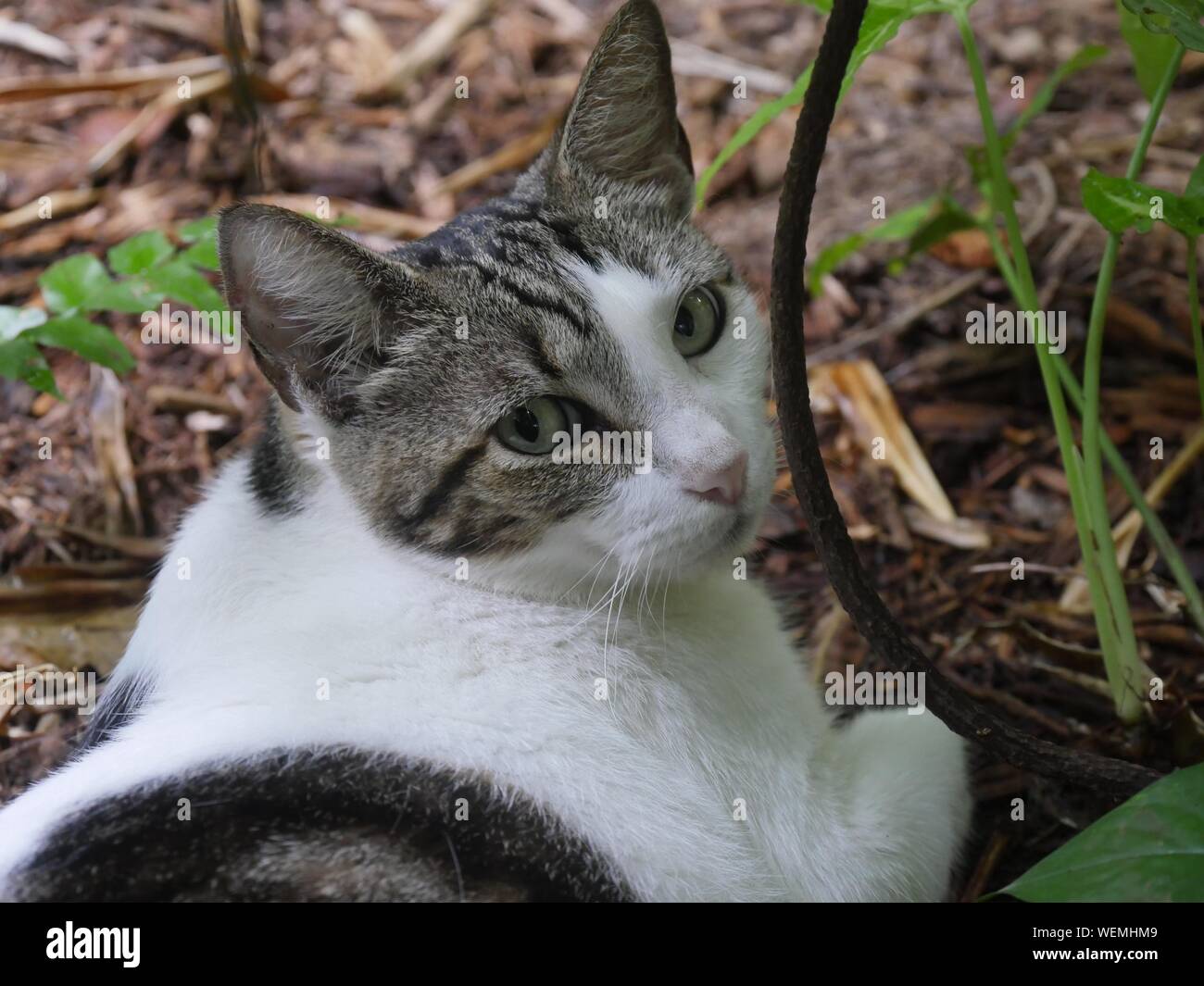 Medium close up of a cute cat relaxing at the Hemingway gardens in Key West, Florida. Stock Photo
