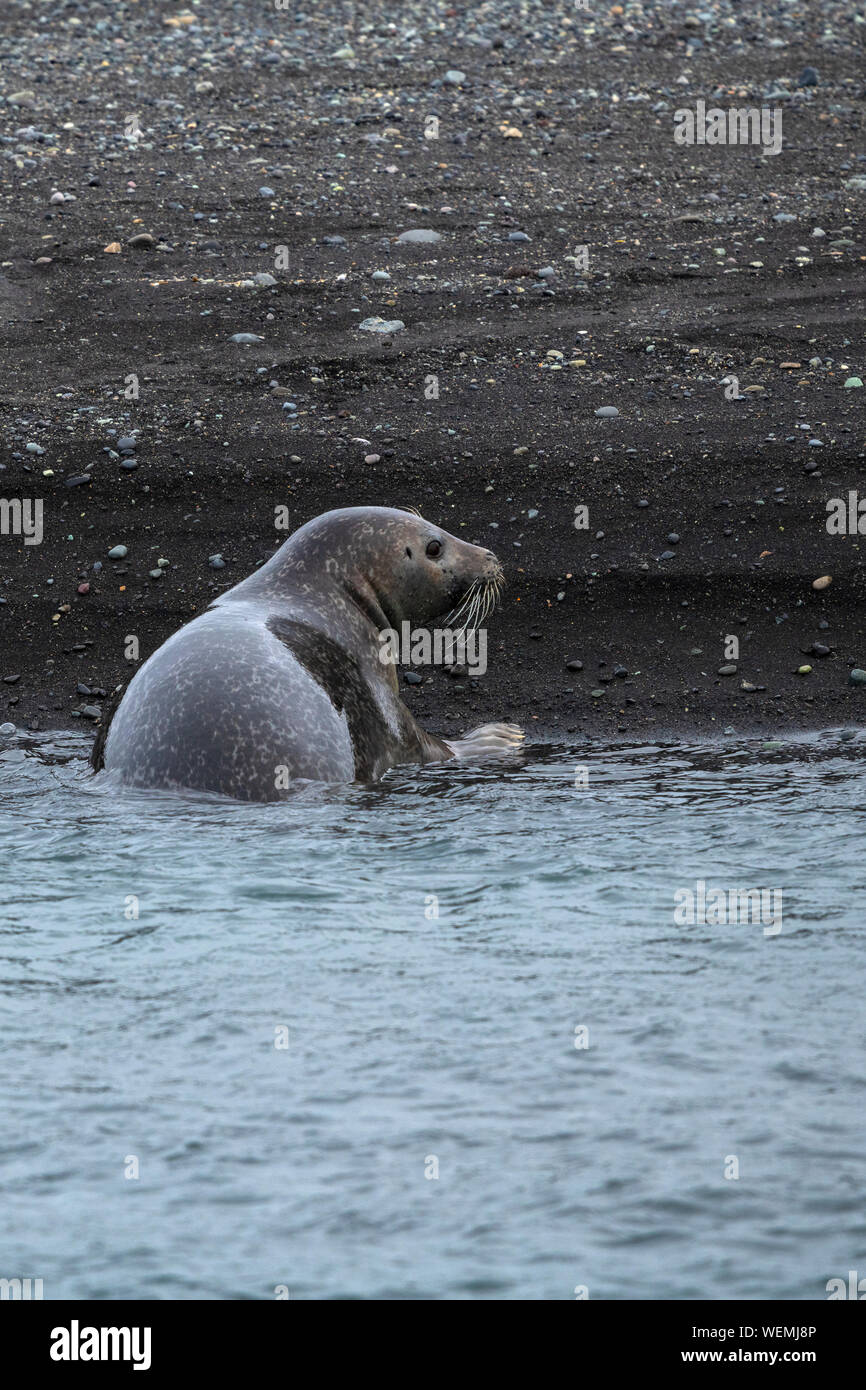 Seal beach iceland hires stock photography and images Alamy