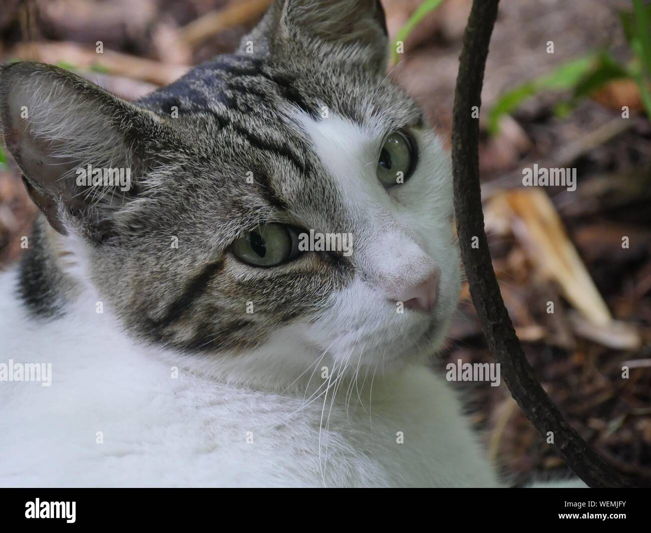 Close up of a cute cat relaxing at the Hemingway gardens in Key West, Florida. Stock Photo
