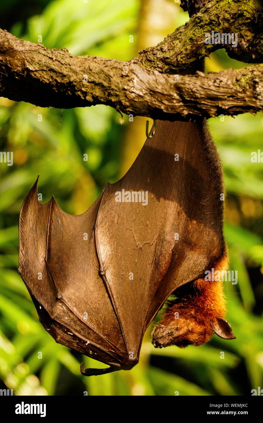 Bat Sleeping In Tree Stock Photo Alamy