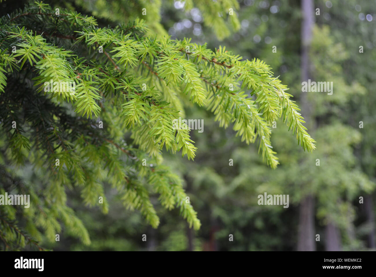 Douglas Fir tree branch sprouting. New growth. Stock Photo
