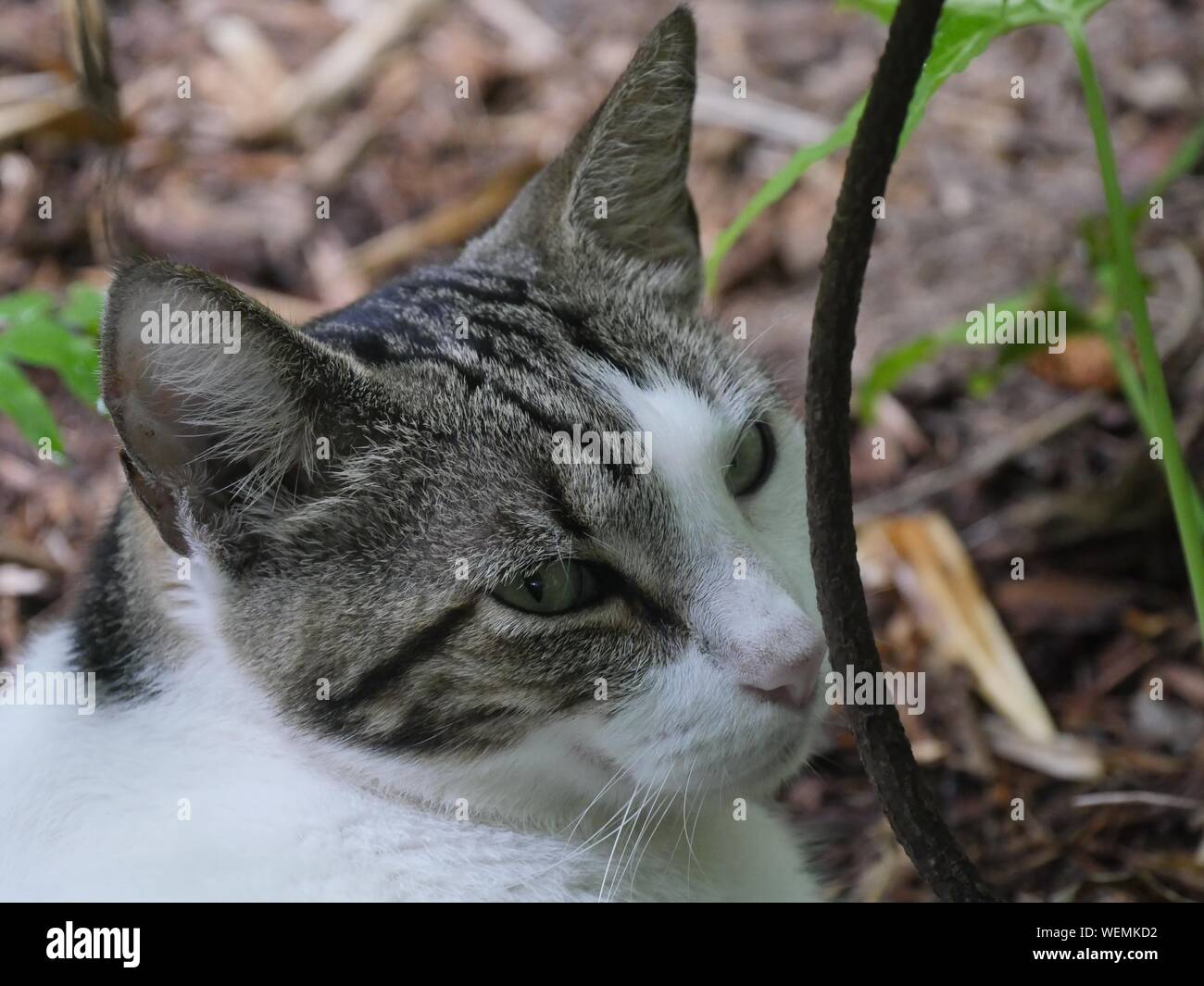 Head shot of a cute cat relaxing at the Hemingway gardens in Key West, Florida. Stock Photo