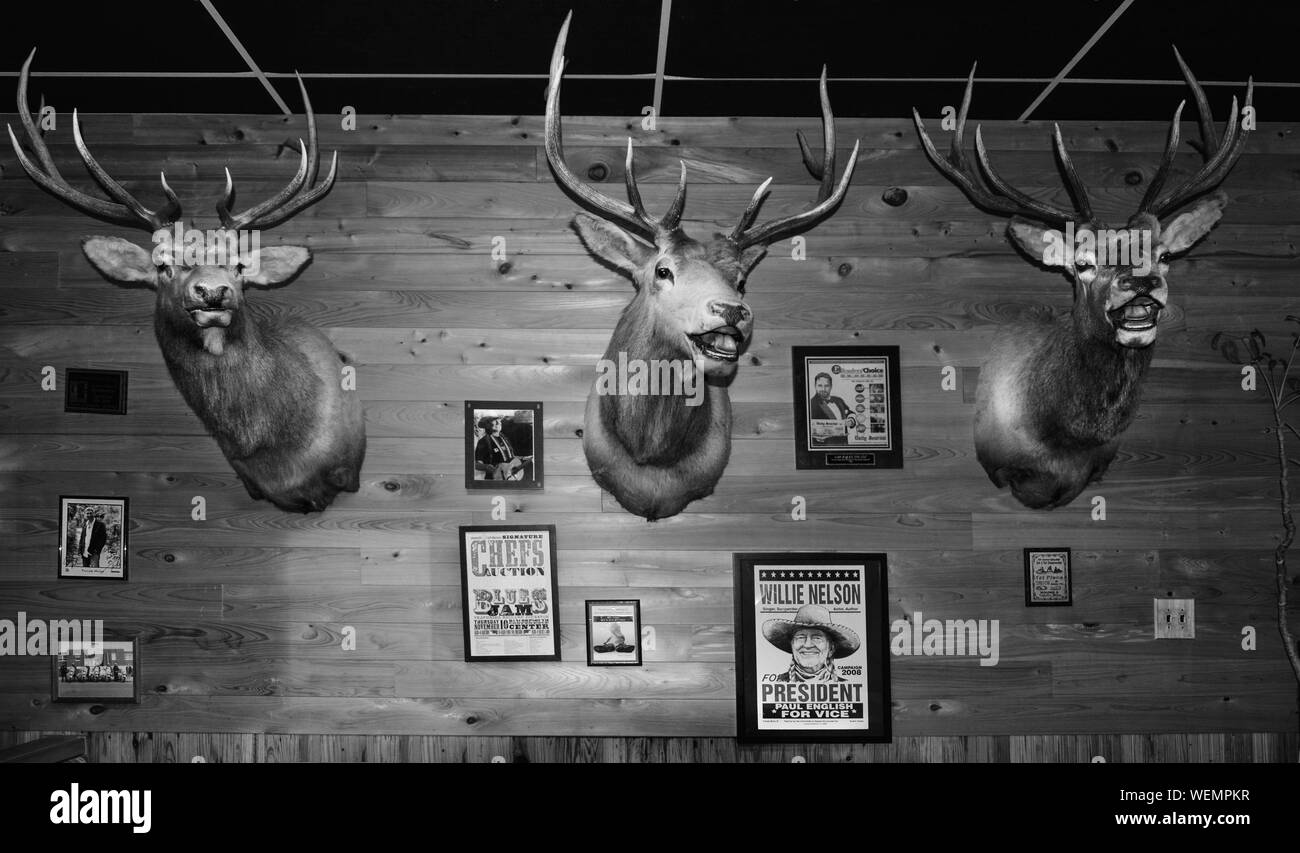 An old style interior for Bar-B-Q by Jim, with deer head wall mounts as decor on wood paneled walls, with posters and photos in Tupelo, MS, USA, in bl Stock Photo