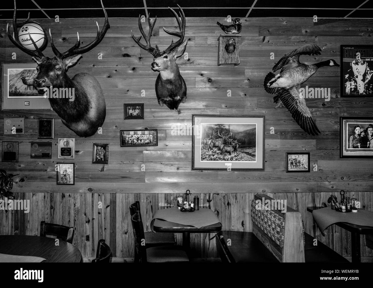 An old style interior for Bar-B-Q by Jim restaurant, with deer head wall mounts and a stuffed goose as decor on wood paneled walls, with Elvis posters Stock Photo
