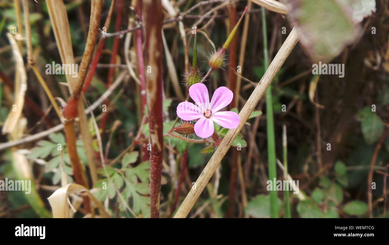Single Pink Flower In Woods Stock Photo Alamy