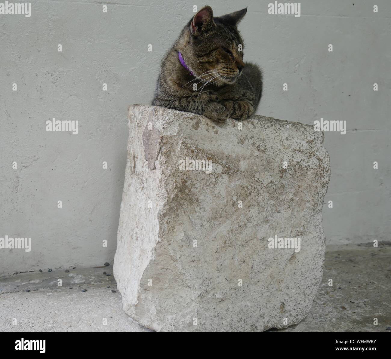 Wide shot of one of the famous cats relaxing on a big rock at the Hemingway house  in Key West, Florida. Stock Photo