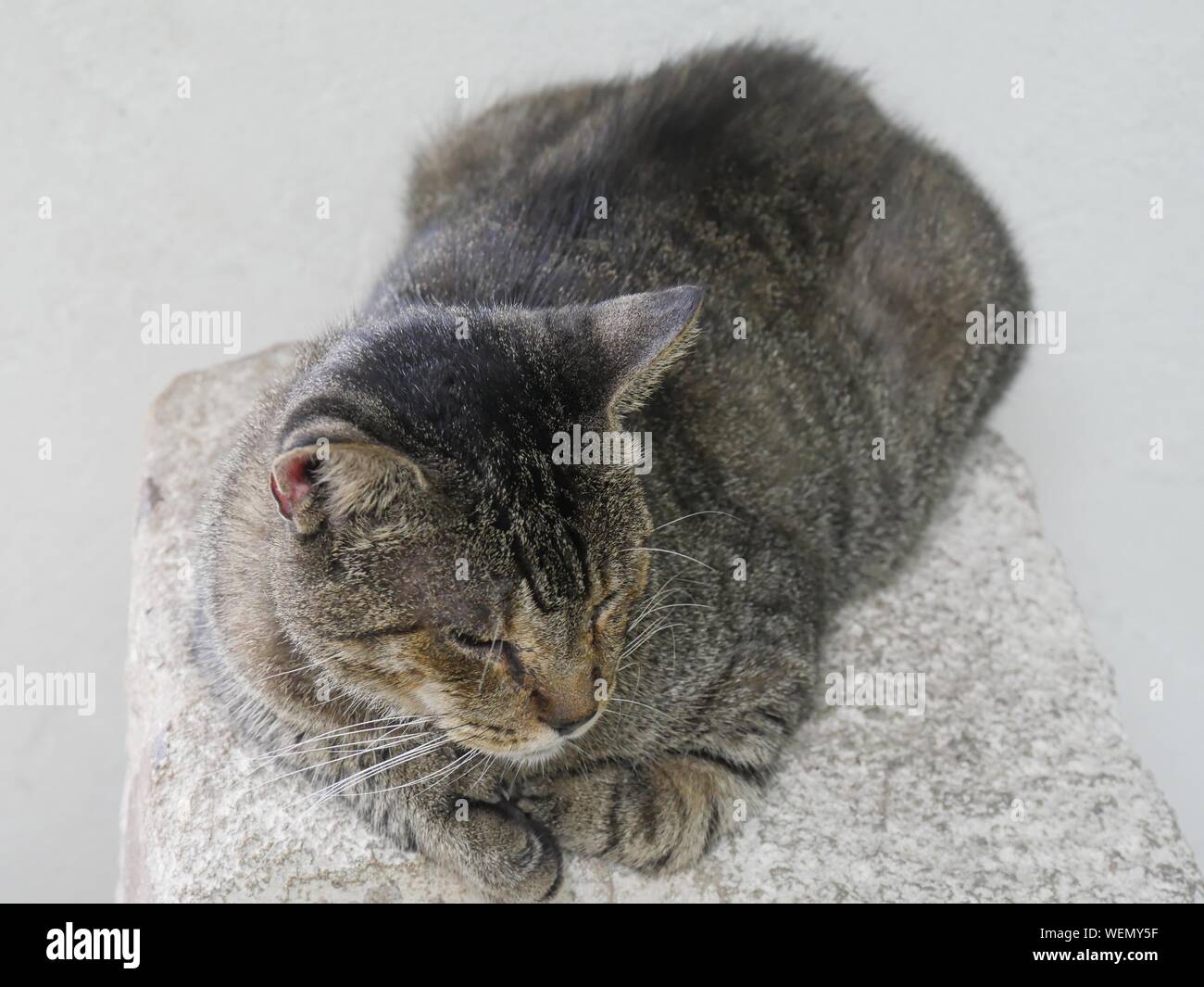 Downward shot of one of the famous Hemingway cats in Key West, Florida. Stock Photo