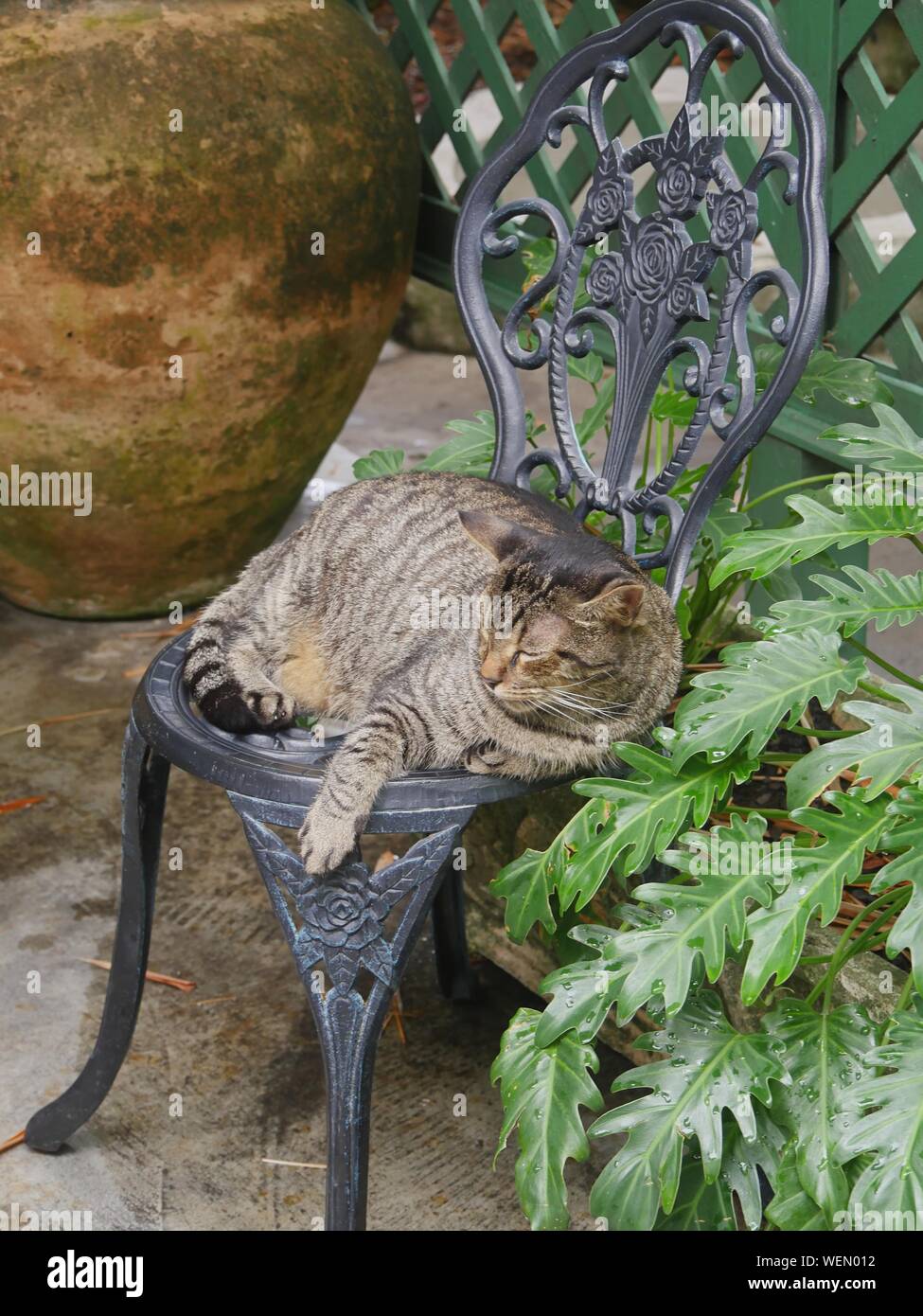 Wide shot of a tabby cat napping in a steel chair at the Hemingway house gardens in Key West, Florida. Stock Photo