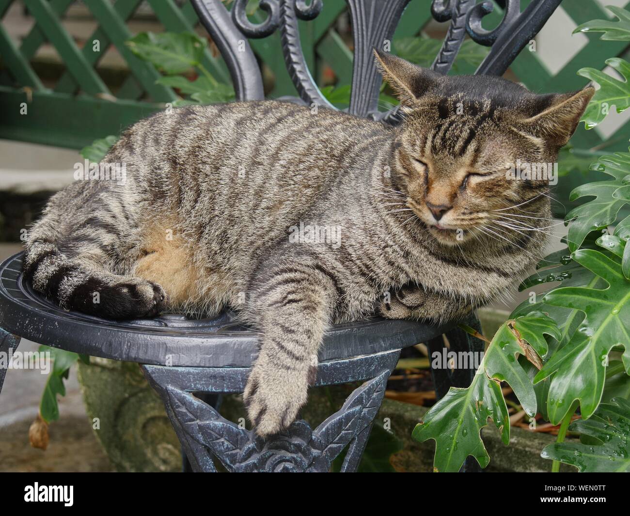 Medium close up of a tabby cat napping in a steel chair at the Hemingway house gardens in Key West, Florida. Stock Photo