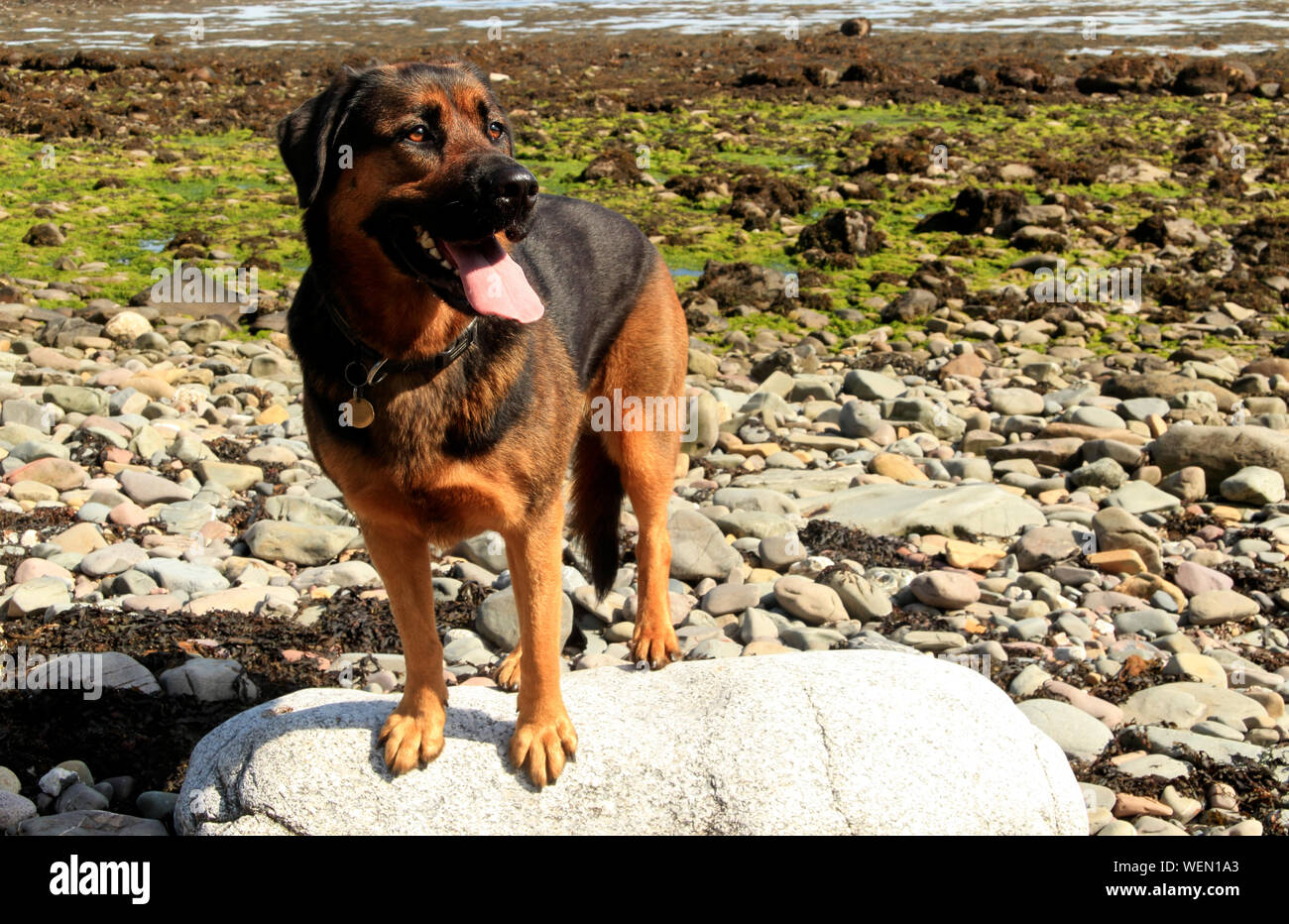 Mezcla De Pastor Rottweiler