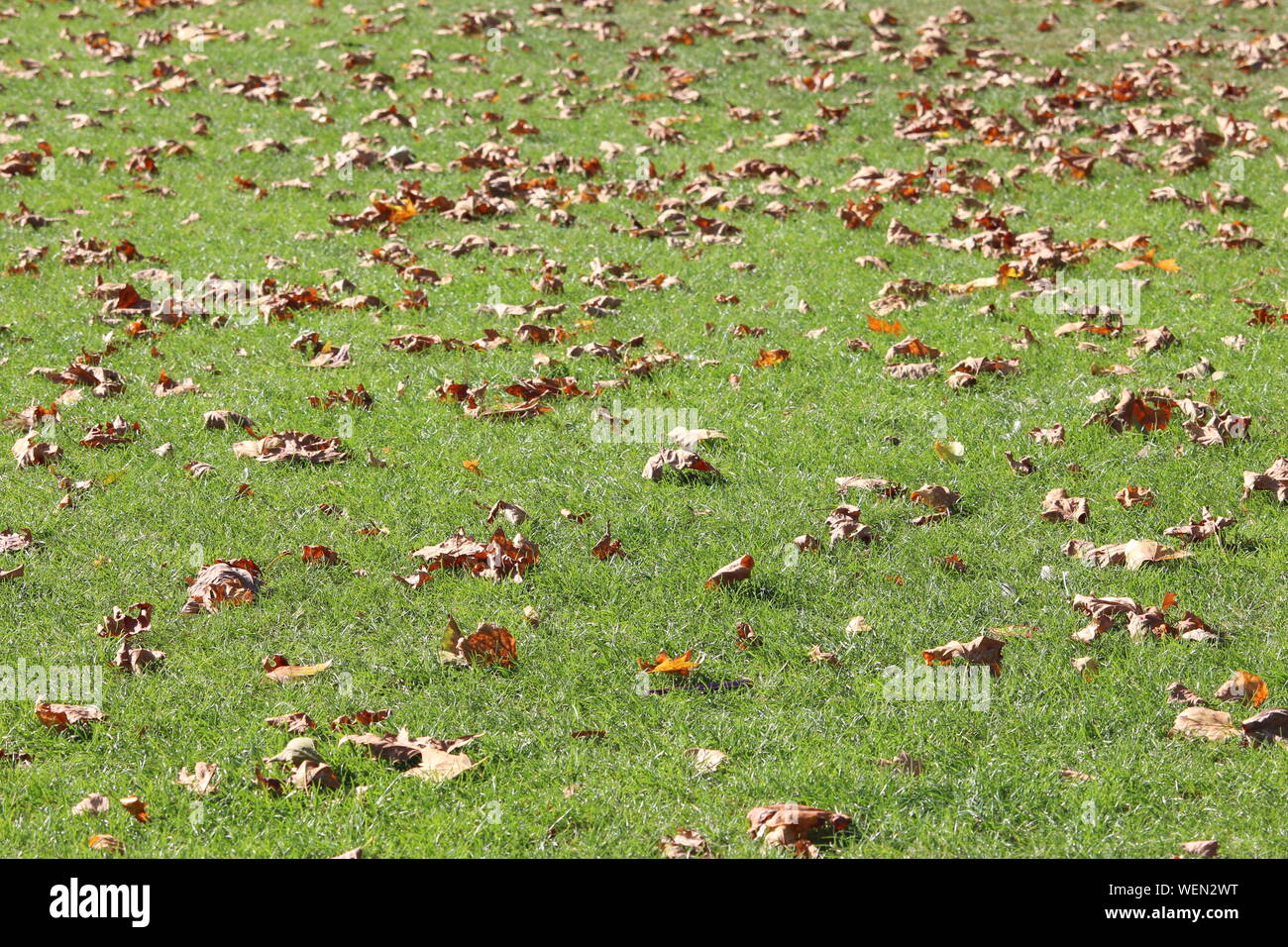 A photograph of autumn leaves fallen on a neat green grass lawn ...