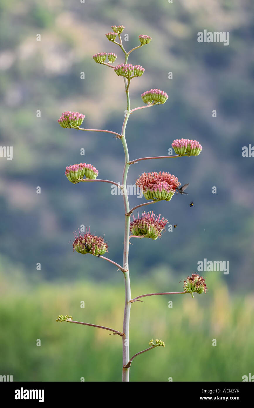 Red flowers of Palmer's Agave (Agave palmeri) on a long stalk. Tucson, Arizona, USA. Stock Photo