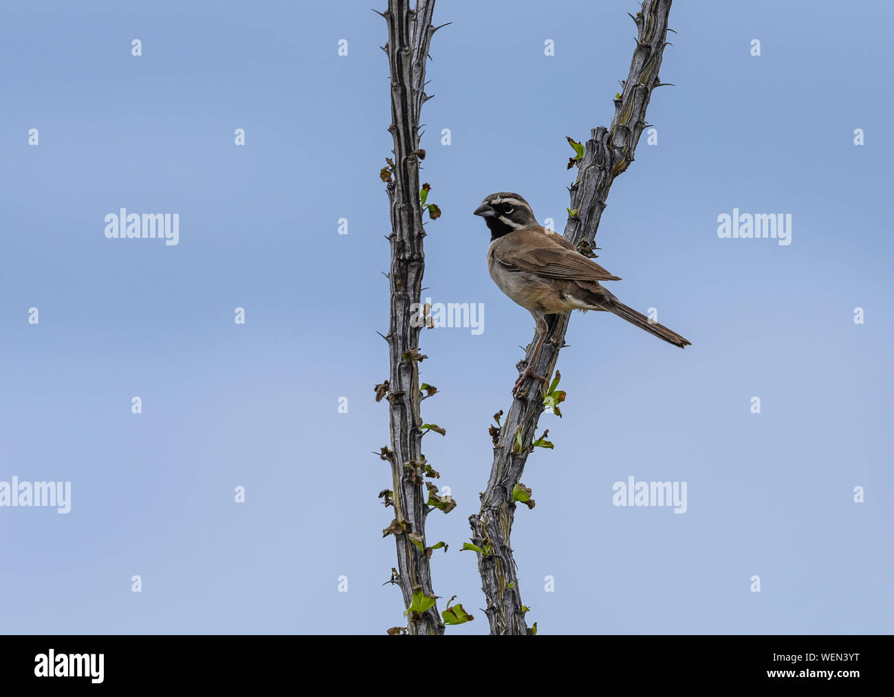 A Black-throated Sparrow (Amphispiza bilineata) perched on a branch. Tucson, Arizona, USA. Stock Photo