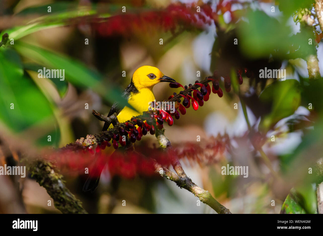 Black-and-yellow Tanager (Chrysothlypis chrysomelas), Rara Avis Reserve, Costa Rica Stock Photo