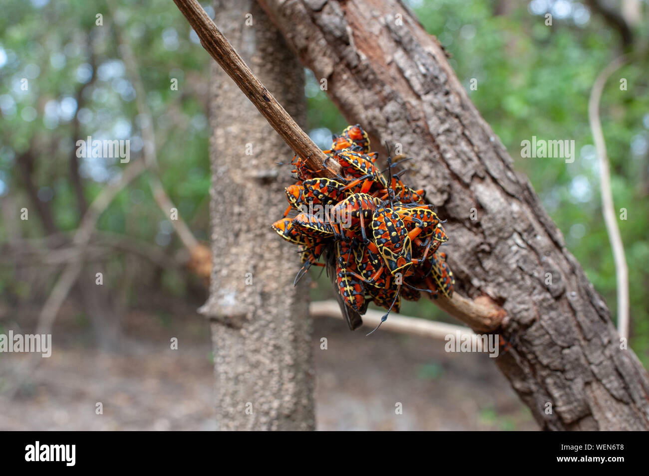 Giant Mesquite Bug nymphs (Thasus acutangulus) in Palo Verde National